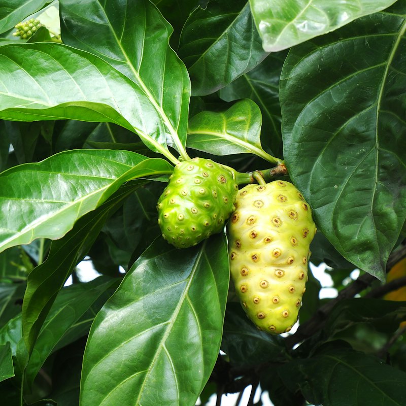 Noni Fruit Juice 1 L