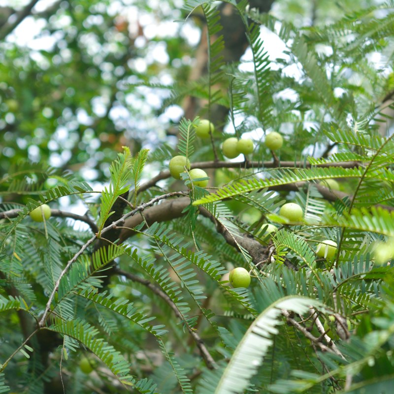 Amla Juice 1 L